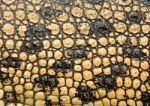 Crocodile Skin Stock Photo