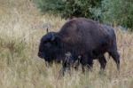 American Bison (bison Bison) Stock Photo