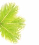 Coconut Leaf Isolated On White Background Stock Photo