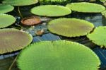 Lotus Flower (nelumbo Nucifera) Stock Photo