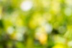 Blurred Nature Background Stock Photo