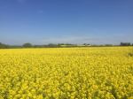 Rape Field Stock Photo