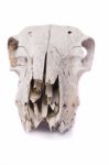 Sheep Skull Stock Photo