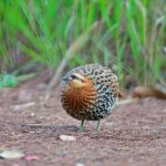 Male Mountain Bamboo Partridge Stock Photo