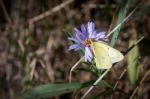 Pink-edged Sulphur (colias Interior) Butterfly Stock Photo