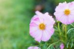 Beautiful Of Pink Cosmos Stock Photo