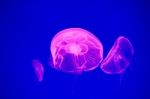 Moon Jellyfish Stock Photo