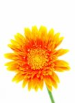 Gerbera Flower Stock Photo