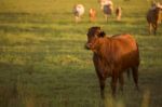 Country Cows Stock Photo