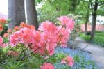 Flowers Rhododendron Stock Photo