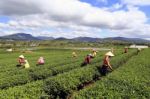 Dalat, Vietnam, June 30, 2016: A Group Of Farmers Picking Tea On A Summer Afternoon In Cau Dat Tea Plantation, Da Lat, Vietnam Stock Photo