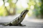 Water Dragon Outside During The Day Stock Photo