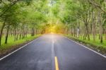 Landscape Of Country Road Running Through Rubber Tree Alley White Golden Light Color At Phuket Thailand Stock Photo