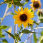 California Sunflower Stock Photo