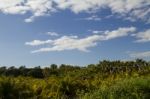 Palm Oil Plantation Stock Photo