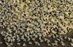 Apiary Stock Photo