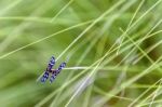 Insect Mating On Green Grass Background Stock Photo