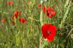 A Field Of Poppies In Kent Stock Photo