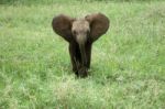 Elephant Baby Stock Photo