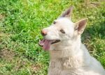 White Husky Sitting On The Grass Stock Photo