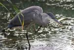 Image Of A Great Blue Heron Standing In The Mud Stock Photo