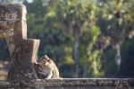 Long-tailed Macaque Monkey Sitting On Ancient Ruins Of Angkor Wa Stock Photo