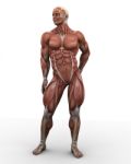 Standing Human Anatomy Stock Photo