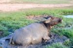 Buffalo Played Mud In Thailand Stock Photo