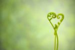 Shoots Of Ivy Align To Heart Sign Stock Photo