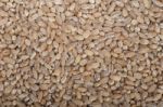 Organic Wheat Grains Stock Photo