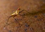 Cactus Fly Macro Shot Stock Photo