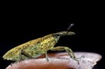 Weevil Insect Stock Photo