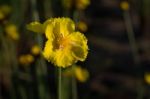 
Xyridaceae Beautiful Field Full Of Yellow Macro For Details Stock Photo