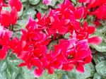 Red Cyclamen Flower In Garden Stock Photo