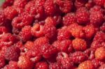 Red Raspberry Fruit Stock Photo