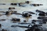 Buffalo Swiming In A River Stock Photo