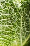 Fresh Savoy Cabbage Stock Photo