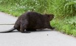 Isolated Photo Of A Canadian Beaver Heading To The Grass Stock Photo