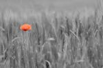 Poppy flower Stock Photo