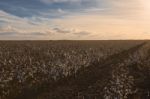 Cotton Field In Oakey, Queensland Stock Photo