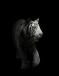 White Bengal Tiger Isolated Stock Photo