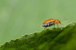 Orange Beetle On Green Leaf Stock Photo