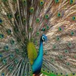 Green Peafowl Stock Photo