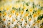 Cactus Plant Stock Photo