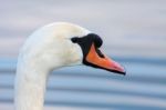 Mute Swan (cygnus Olor) Stock Photo