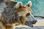 Brown Bear In A Zoo Stock Photo