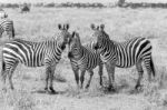 Zebras In Serengeti National Park Stock Photo