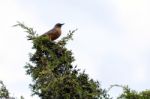 Northern Red-shafted Flicker (colaptes Auratus) Stock Photo