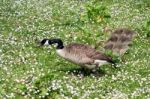 Canada Goose (branta Canadensis) And Goslings Stock Photo