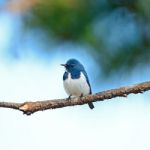 Male Ultramarine Flycatcher Stock Photo